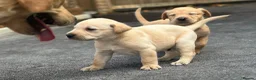 Labrador Retriever dogs for sale: KC REGISTERED LABRADOR PUPPIES - Advert 7