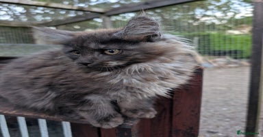 Maine Coon cats - Advert 3