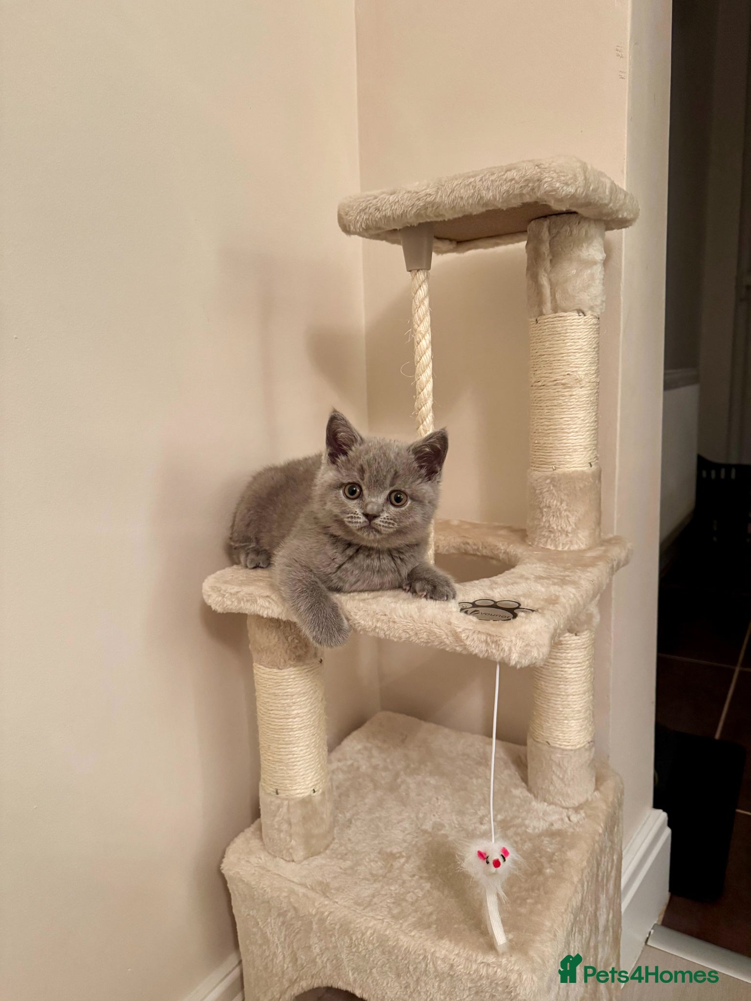 British Shorthair cats Beautiful British Shorthair Kitten & Accessories - Advert 1