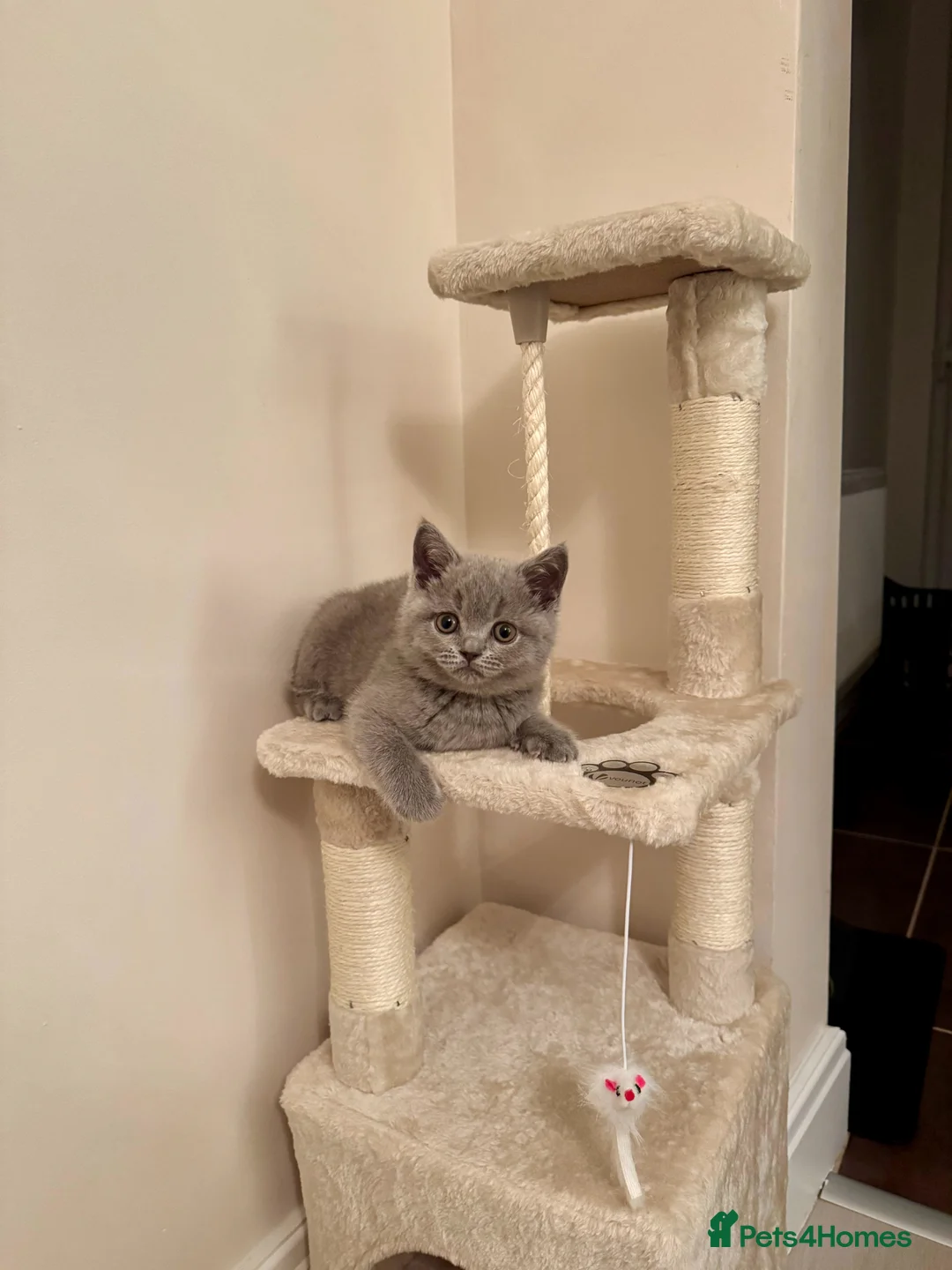 British Shorthair cats for sale: Beautiful British Shorthair Kitten & Accessories in Borehamwood - Advert 1