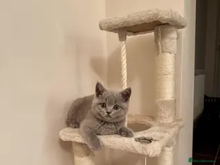 British Shorthair cats Beautiful British Shorthair Kitten - Vaccinated - Advert 1