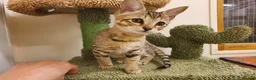 Savannah cats for sale: F3 Svannahs Girl Pedigree - Advert 3
