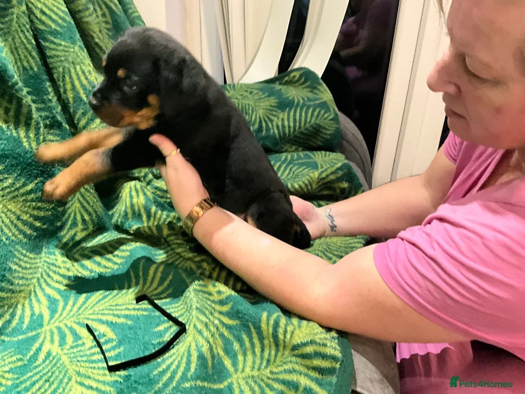 Rottweiler dogs for sale: Rottweiler puppies - Advert 6