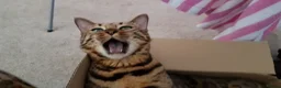 Bengal cats for sale: Bengal Female (indoor only) in Southampton - Advert 6
