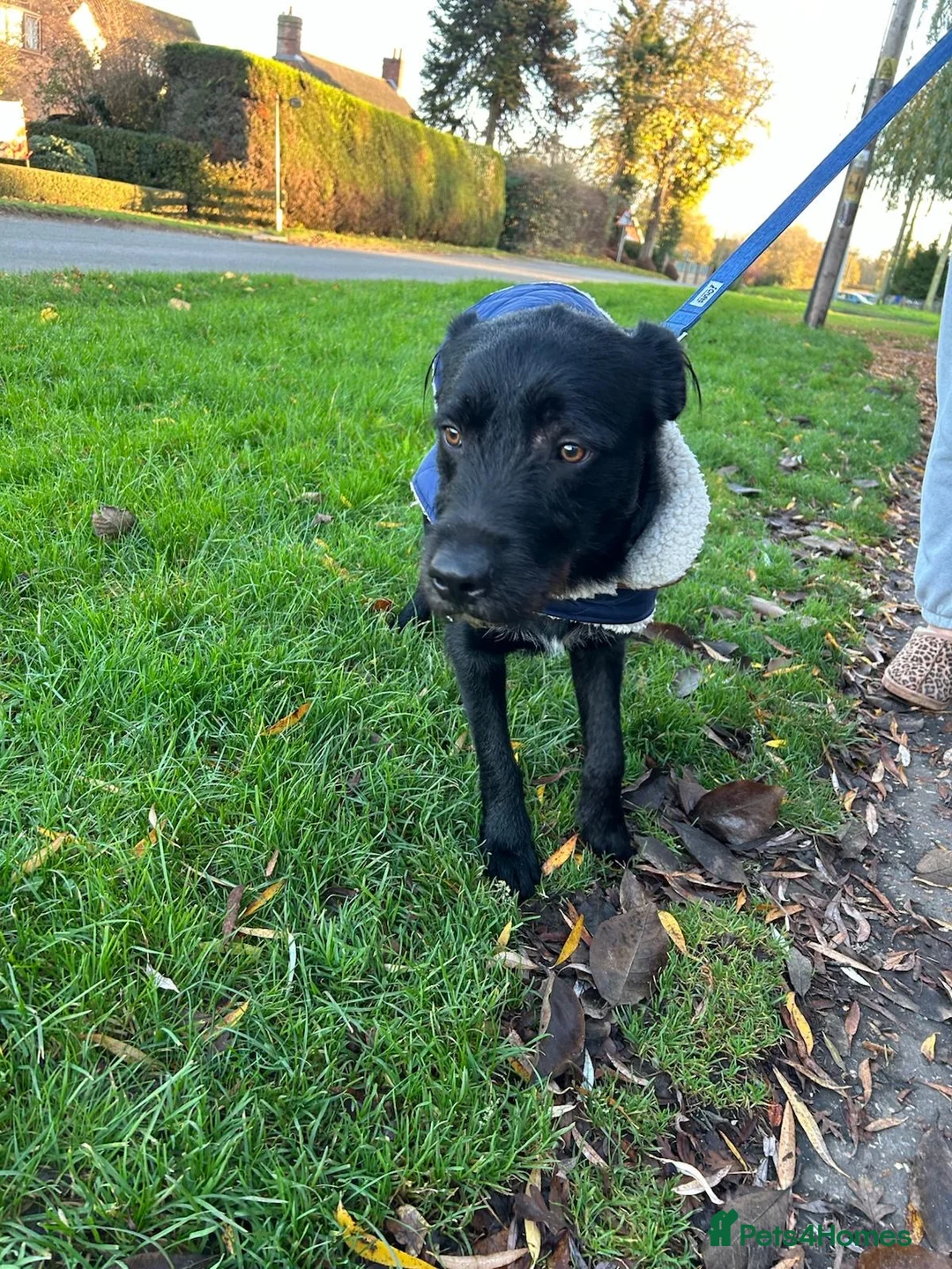 Mixed Breed dogs for sale: Lovely male Border Collie cross Labrador - Advert 3