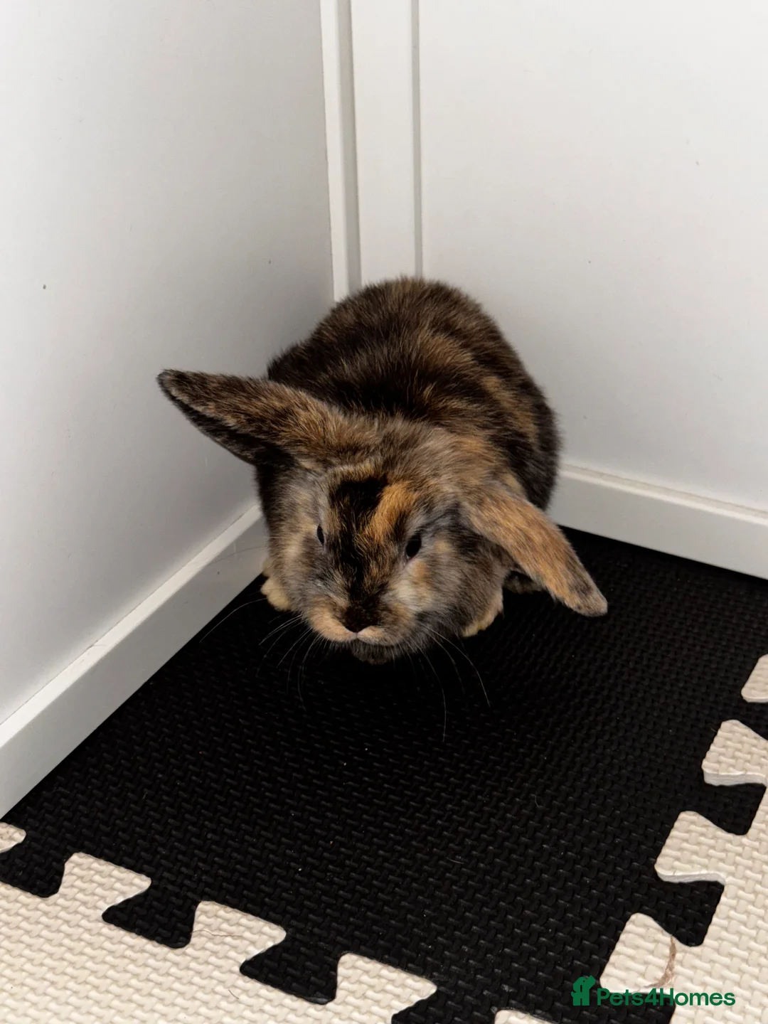 Mini Lop rabbits for sale: Beautiful mini lop bunnies - Advert 13