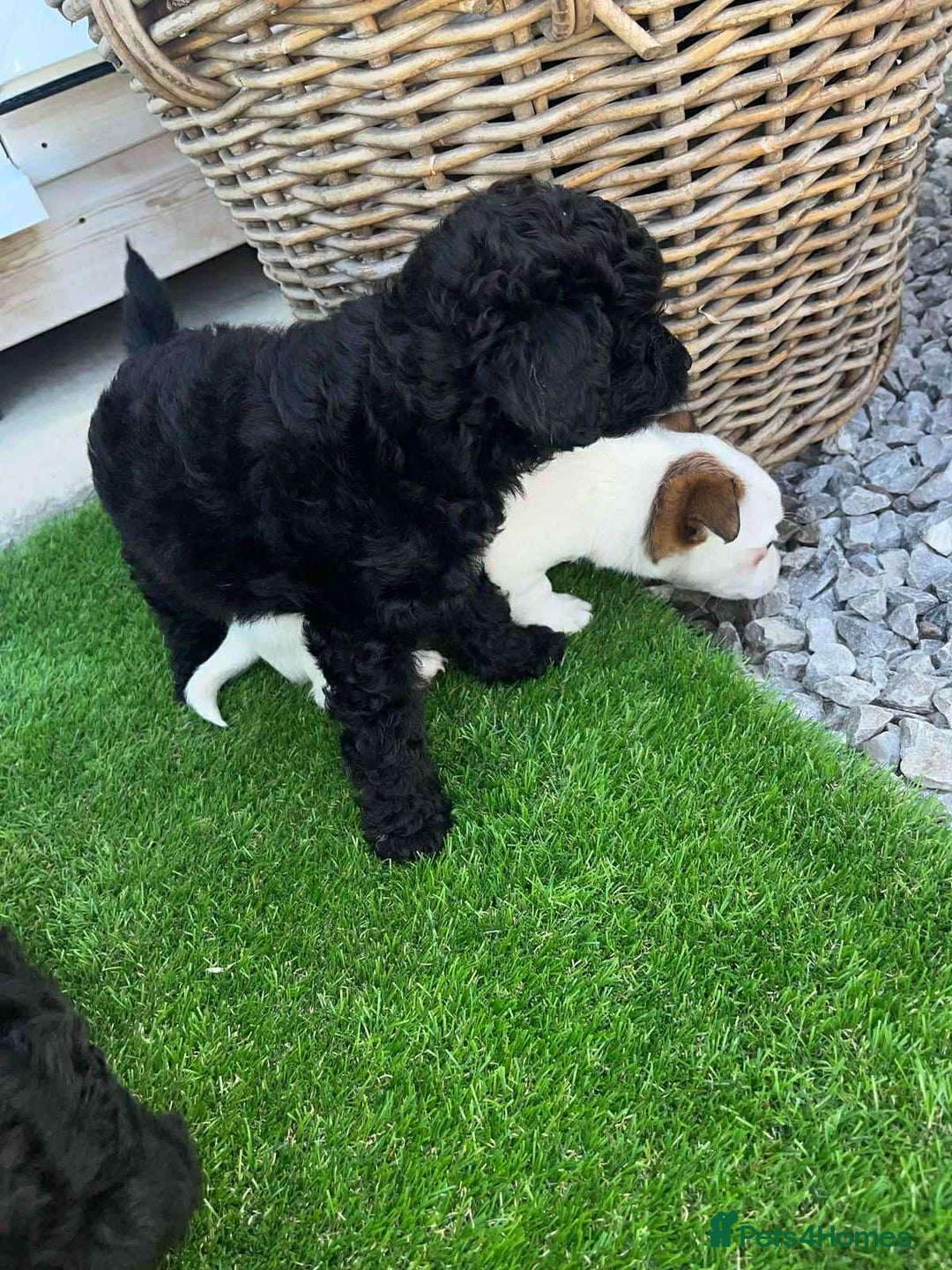 Shihpoo dogs for sale: Toy shihpoo  - Image 7