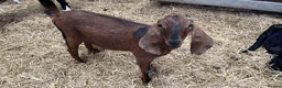 Goats livestock for sale: Selection of goats for sale  - Advert 2
