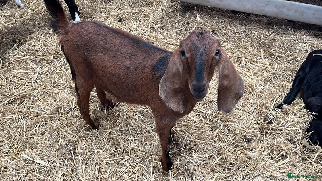 Goats livestock for sale: Selection of goats for sale  - Advert 2