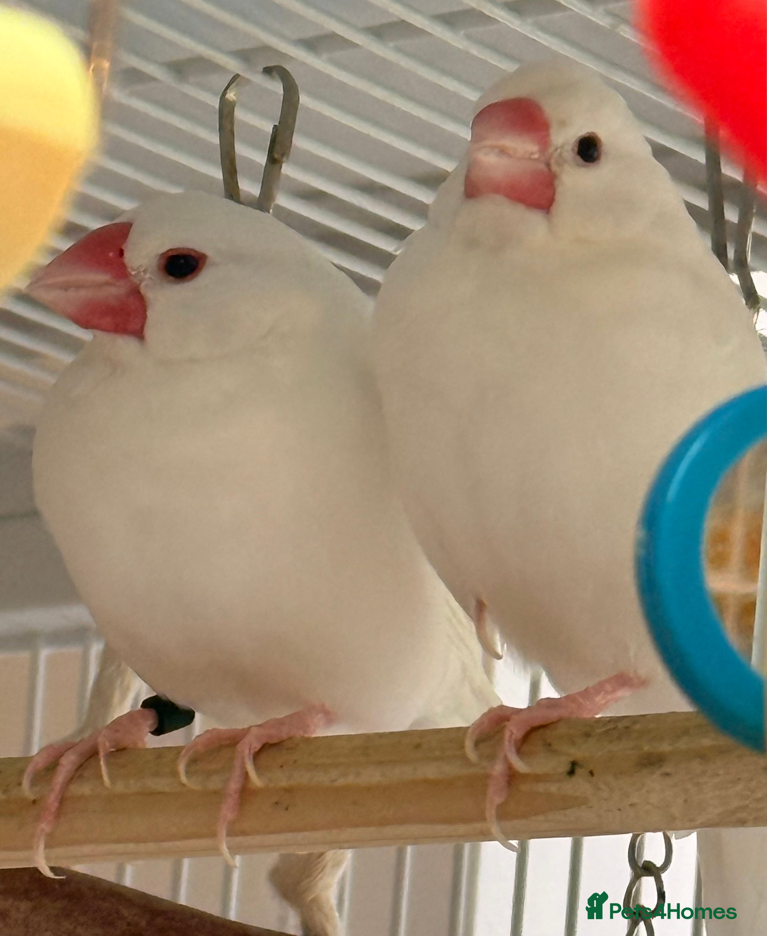 Budgerigars birds Bonded Pair 6 months old Java white sparrows  - Advert 4