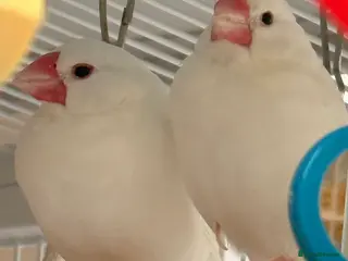 Budgerigars birds Bonded Pair 6 months old Java white sparrows - Advert 6