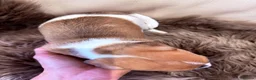 Jack Russell dogs for sale: Minature Jack Russell puppies in Hornchurch - Advert 6