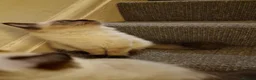 Ragdoll cats for sale: Only 2 beautiful seal point ragdoll kittens left - Advert 9