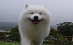Samoyed dogs for stud: The Cutest Samoyed For Stud Kc Health Tested Champ - Image 31