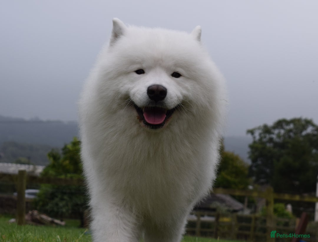 Samoyed dogs for stud: The Cutest Samoyed For Stud Kc Health Tested Champ - Image 31
