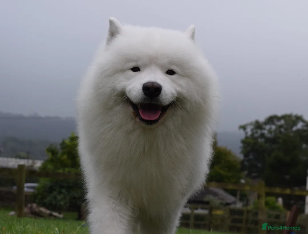 Samoyed dogs for stud: FULLY HEALTH TESTED KC Samoyed For Stud Champ Line - Advert 31