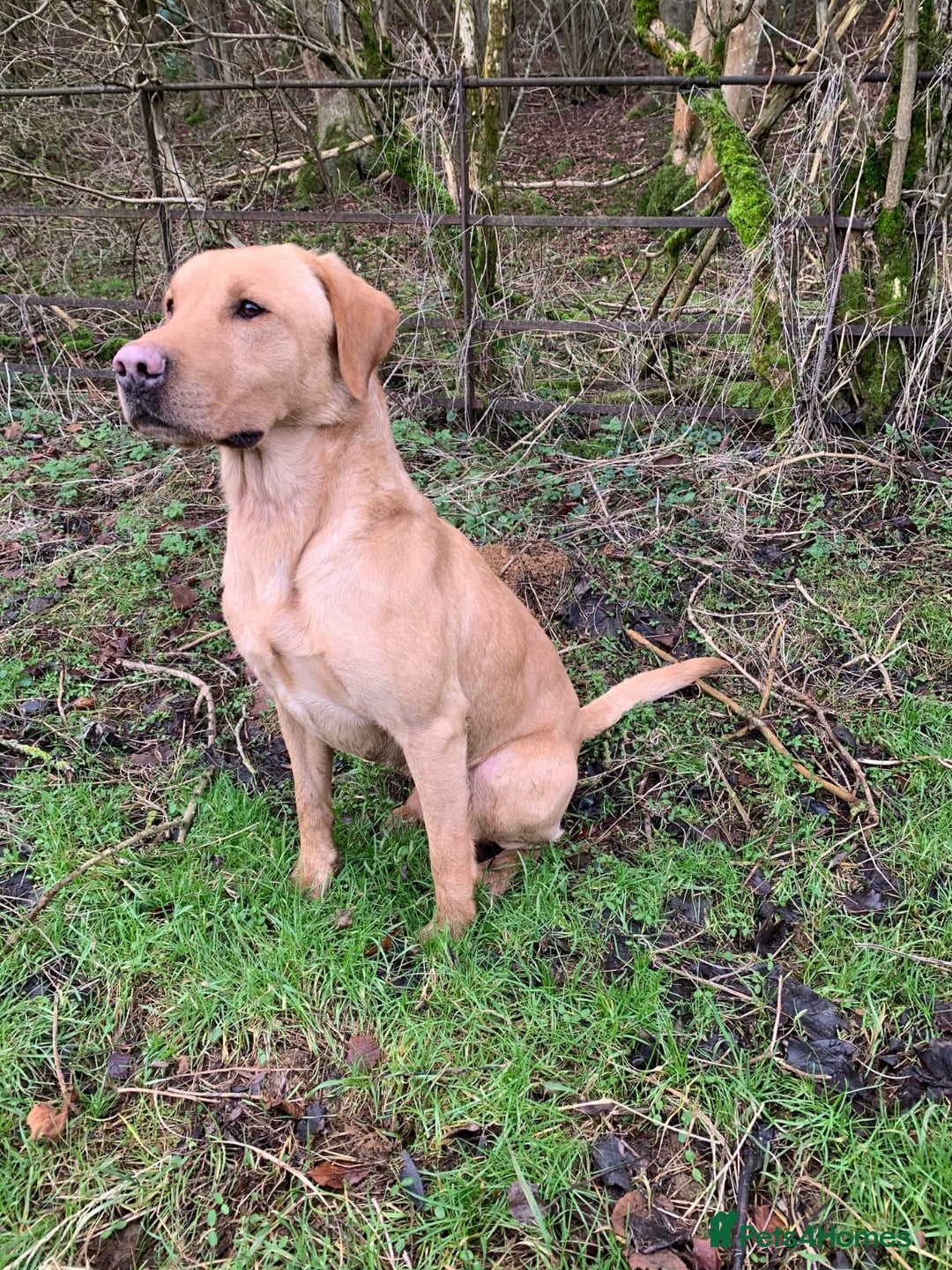 Labrador Retriever dogs for sale: KC Labrador puppies 5weeks old 3 boys  - Image 5