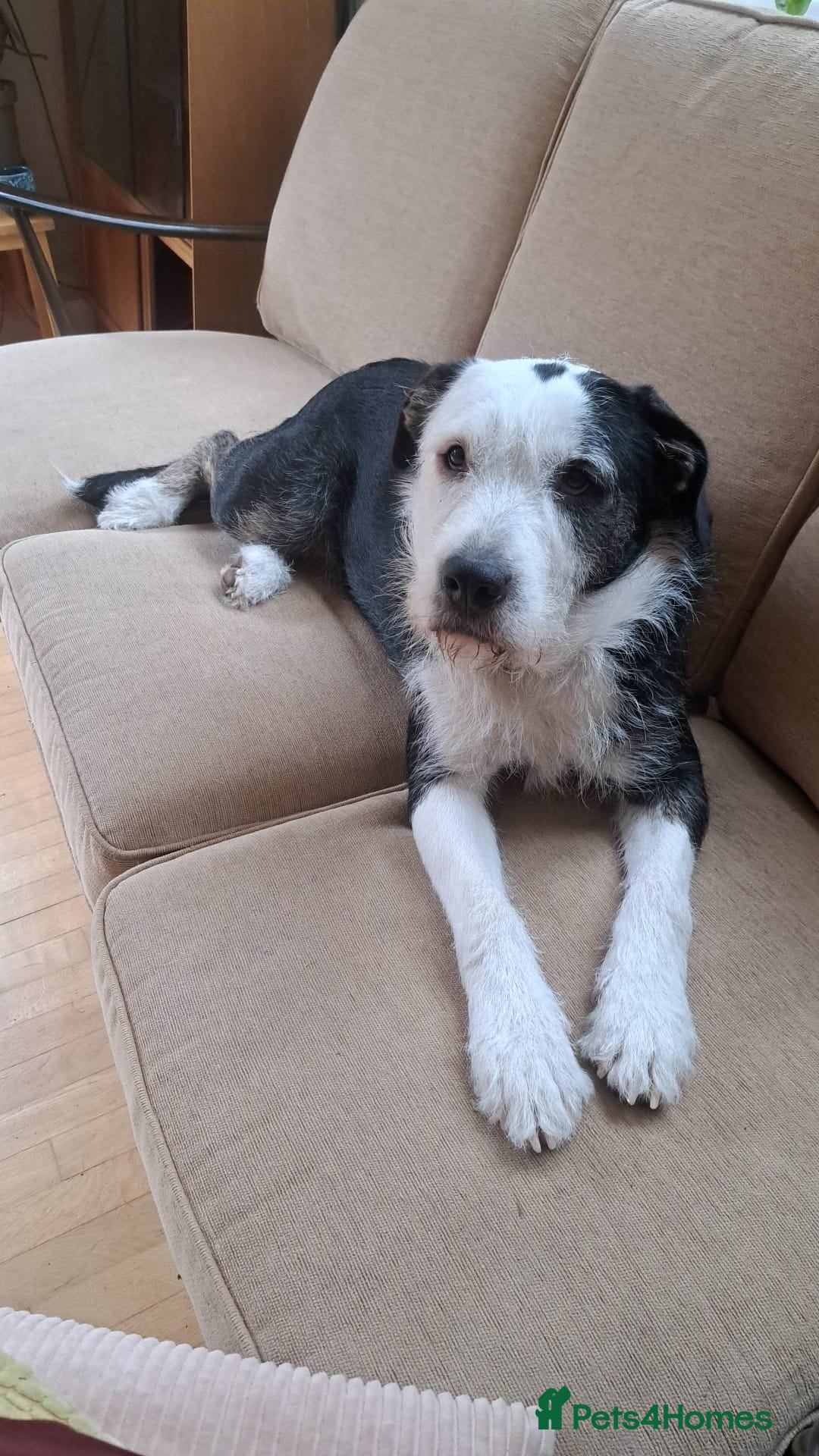 Mixed Breed dogs for sale: 2 yr old female Bulldog/Old English Sheepdog Mix - Advert 8
