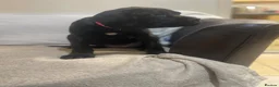 Cane Corso dogs for sale: 8+ Gen Cane Corso Pups - Advert 21