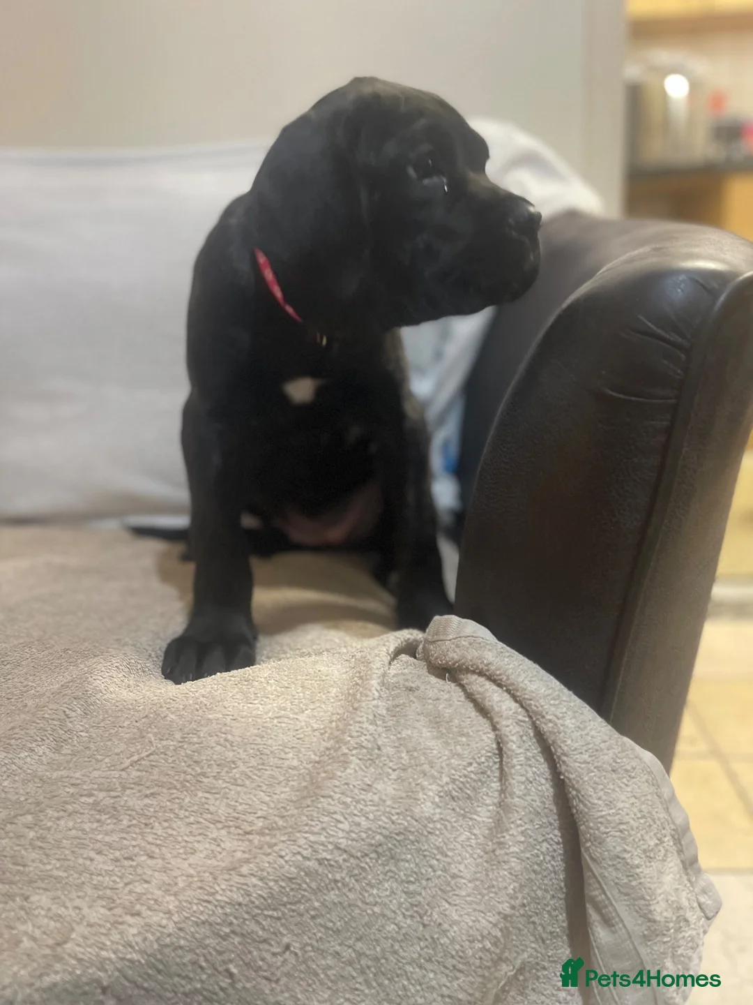 Cane Corso dogs for sale: 8+ Gen Cane Corso Pups - Advert 21