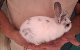 English Spot rabbits for sale: English spot x dwarf  - Image 7