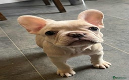 French Bulldog dogs for sale: Beautiful non kc female  - Image 32