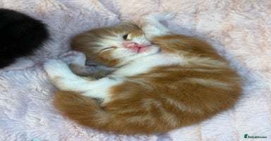 Mixed Breed cats - Advert 6