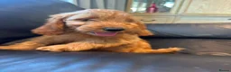 Cockapoo dogs for sale: 3 playful  F1  cockapoo boys ready to leave - Advert 2
