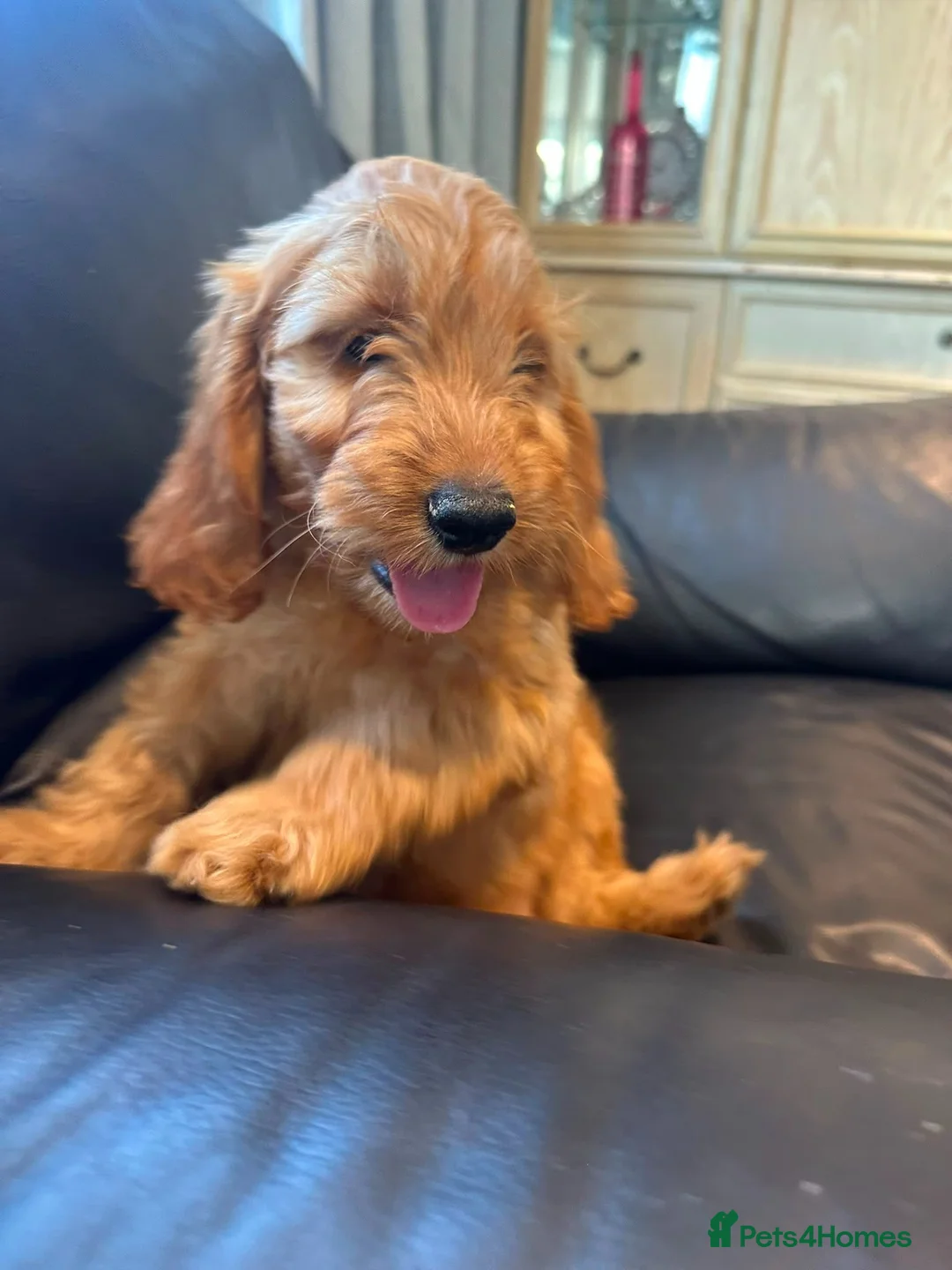 Cockapoo dogs for sale: 3 playful  F1  cockapoo boys ready to leave - Advert 2