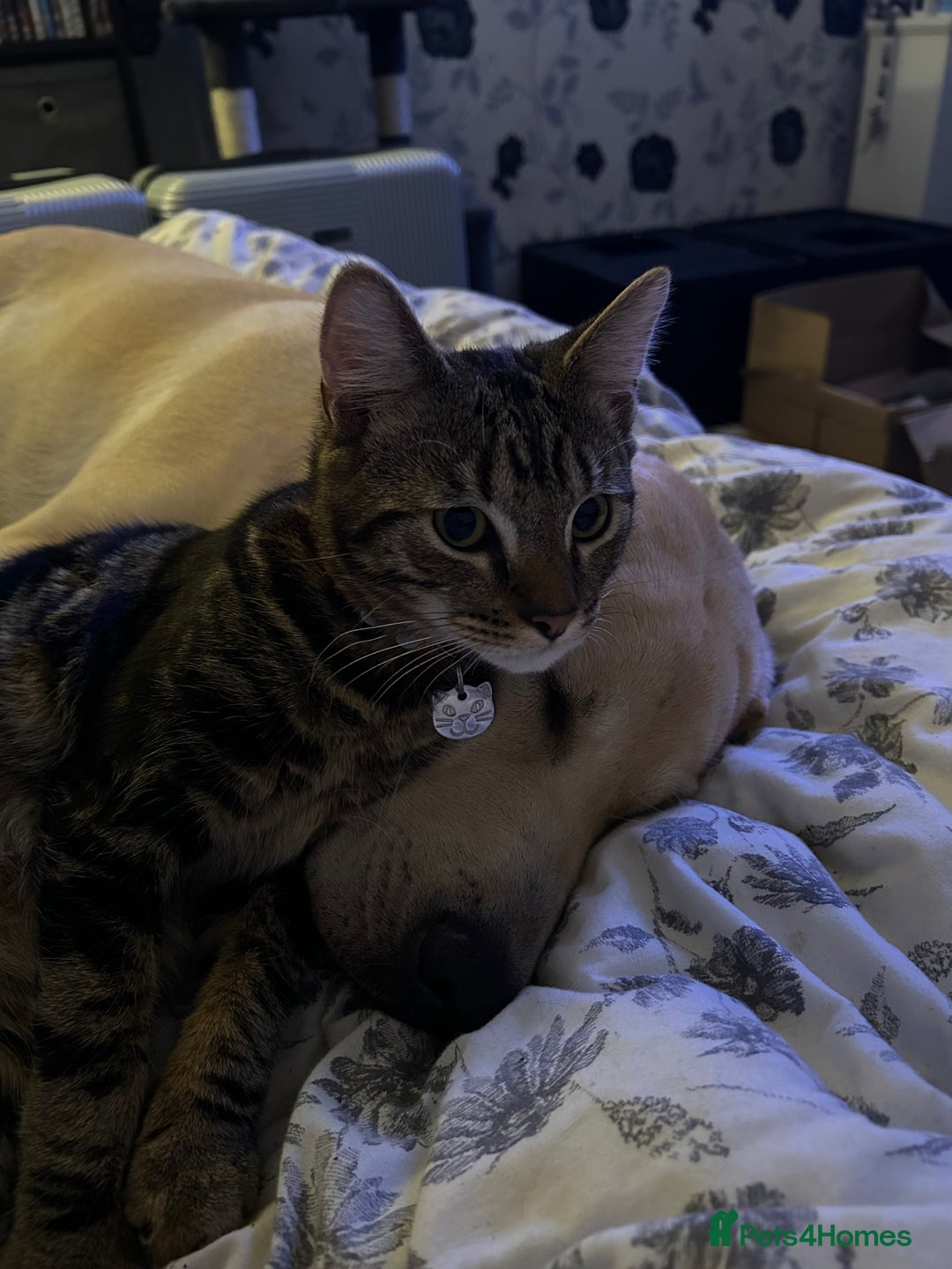 Labrador Retriever dogs for sale: Labrador male  - Advert 5