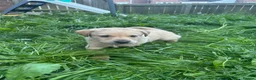 Labrador Retriever dogs for sale: Beautiful Labrador Puppies Ready for Loving Homes - Advert 23