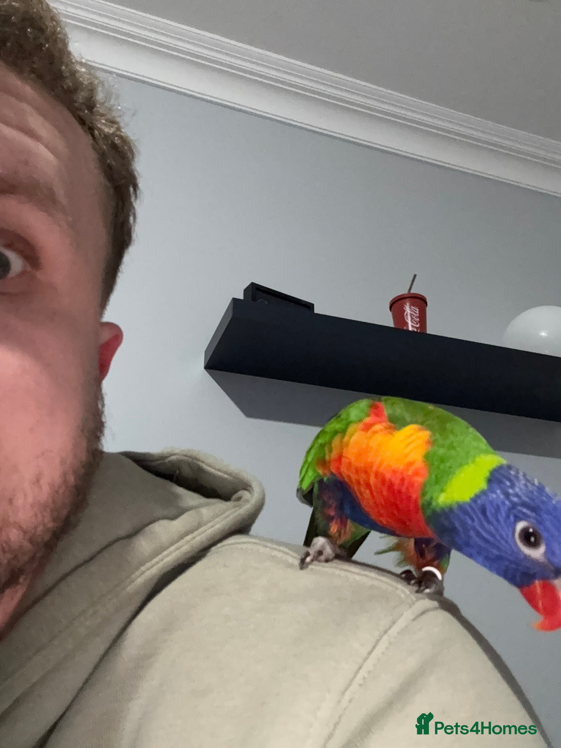 Lorikeets birds 2 year old lorikeet for sale - Advert 1