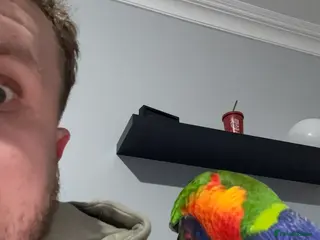 Lorikeets birds 2 year old lorikeet for sale - Advert 1