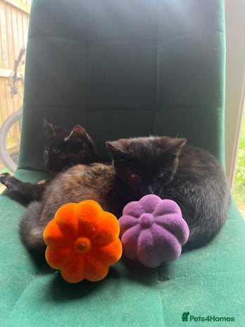 Mixed Breed cats - Advert 11
