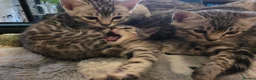 Bengal cats for sale: 💕 beautiful silver bengal kittens💕 - Advert 9