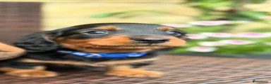 Miniature Dachshund Puppy 3