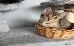 Bengal cats for sale: 2 bengal kittens left for sale to loving home - Image 6