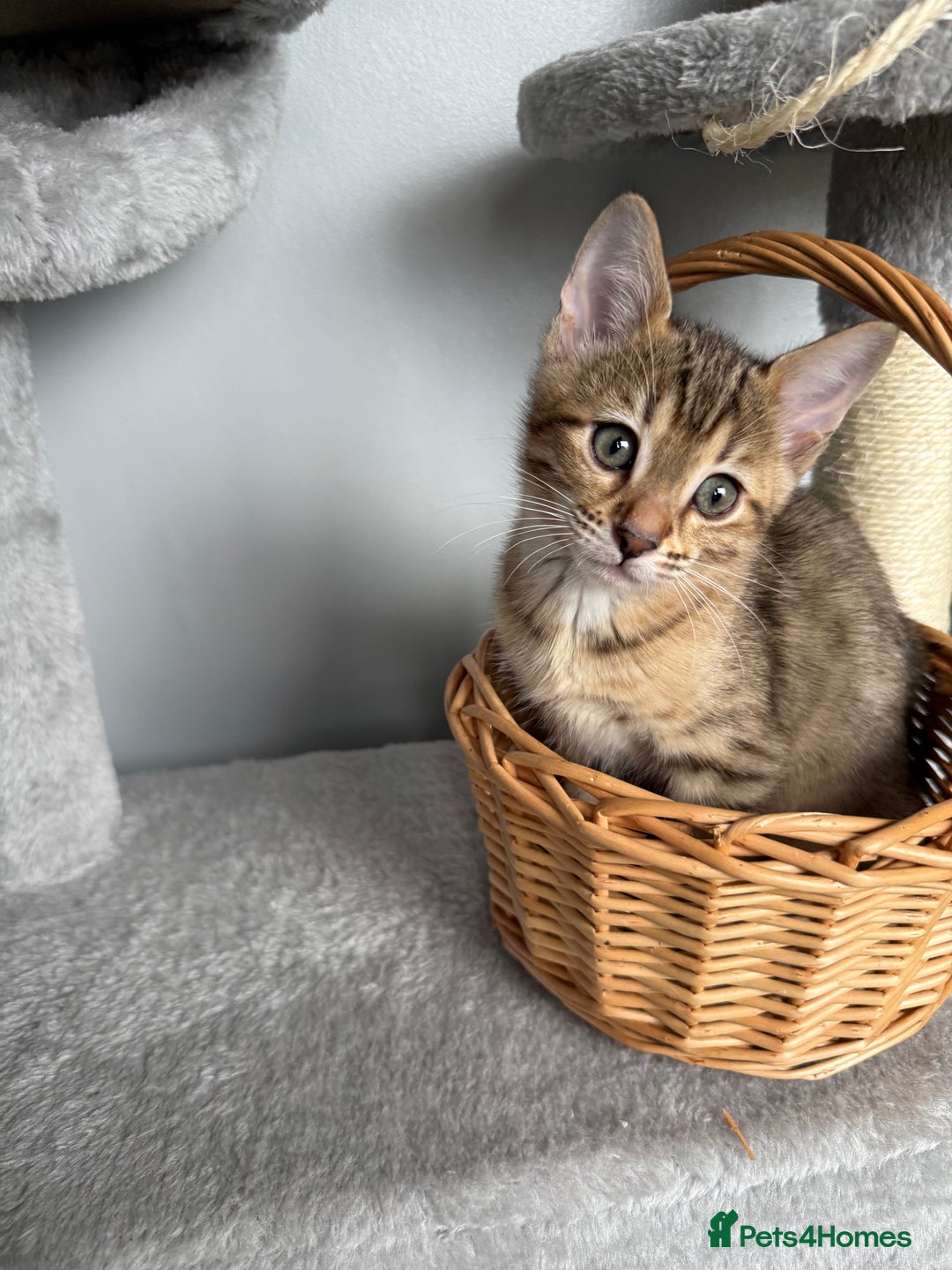 Bengal cats for sale: 2 bengal kittens left for sale to loving home - Image 6