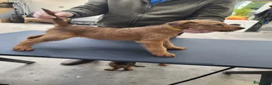 Irish Terrier 1