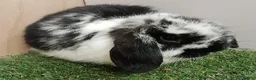 Mini Lop rabbits for sale: Beautiful friendly VHD vaccinated Mini Lop babies - Advert 1