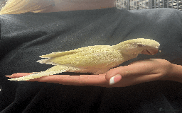 Parrots birds for sale: Super tame hand reared baby Quakers  - Image 2