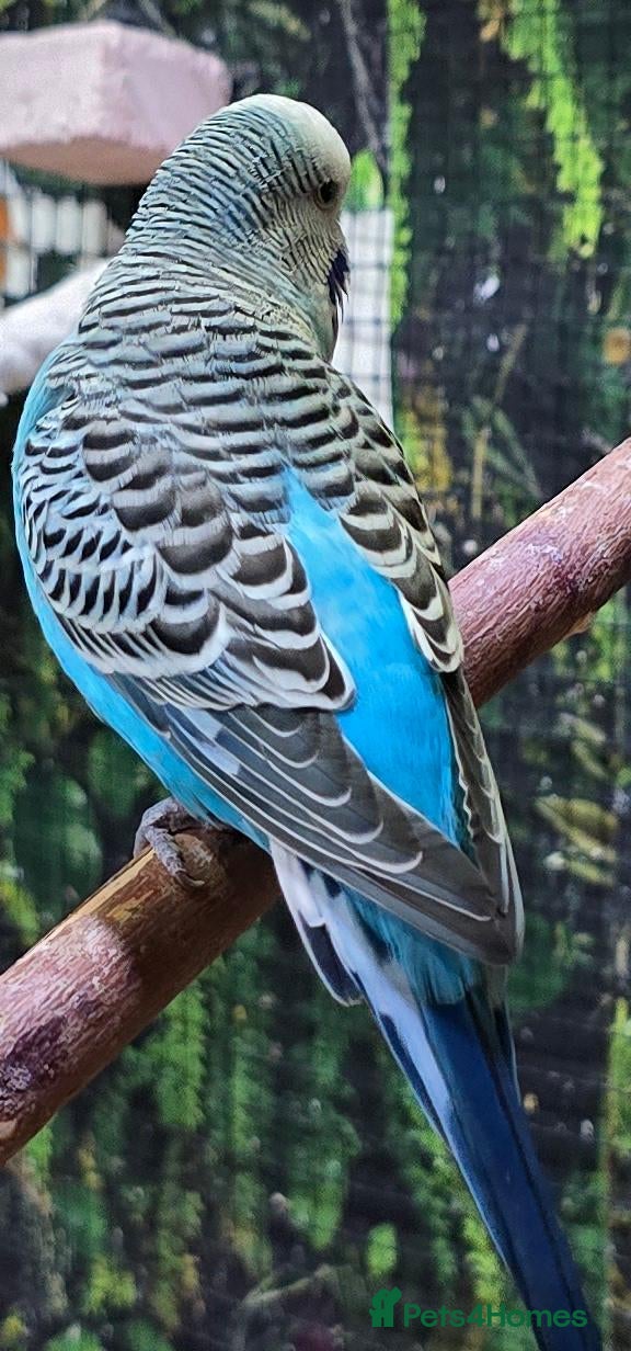 Budgerigars birds Mature Blue Budgie Male - Advert 2