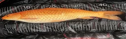 Koi Carp fish for sale: Stunning Koi Ogons (43cm–49cm) – Leigh-on-Sea in Leigh-on-Sea - Advert 3