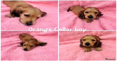 Miniature Dachshund dogs - Advert 13