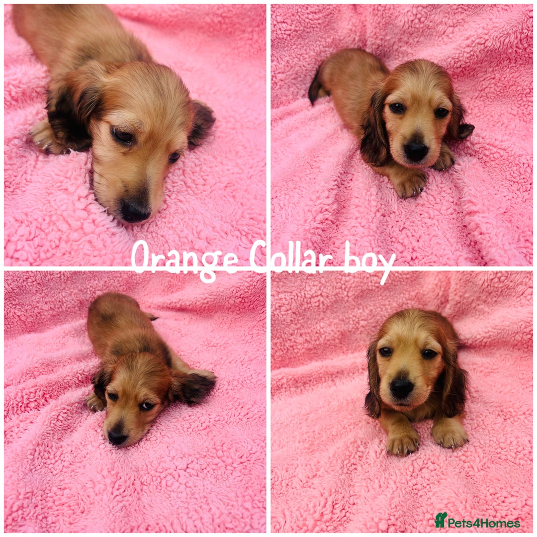 Miniature Dachshund dogs for sale: ⭐️Last two⭐️Long Hair KC Reg miniature Dashunds  - Image 2