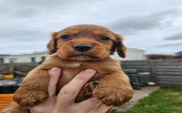 Cocker Spaniel dogs for sale: Working cocker spaniel  - Image 6
