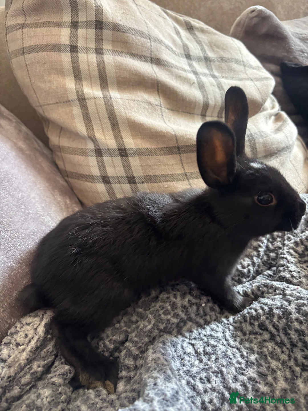 Netherland Dwarf rabbits for sale: Neverland dwarf mix  in Willenhall - Advert 2