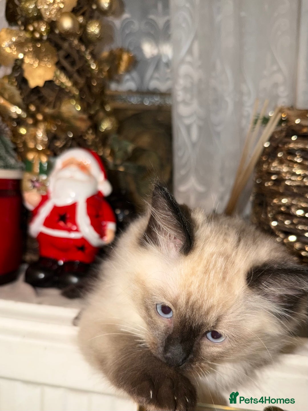 Ragdoll cats for sale: 🤍 Pure Ragdoll Kittens 🤍 - Advert 2