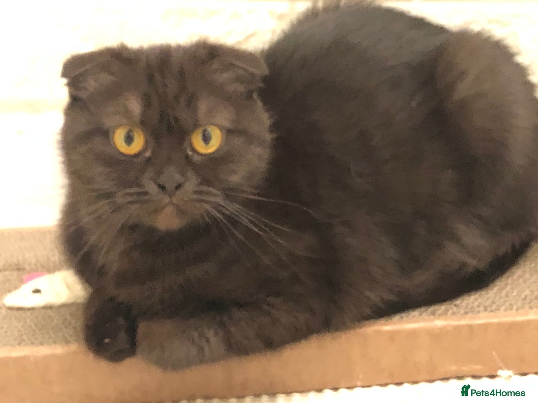 Scottish Fold cats for sale: 🐾 Rare Chocolate Beauty in Edinburgh 🏡 - Advert 10