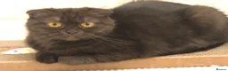 Scottish Fold cats for sale: 🐾 Rare Chocolate Beauty in Edinburgh 🏡 - Advert 10